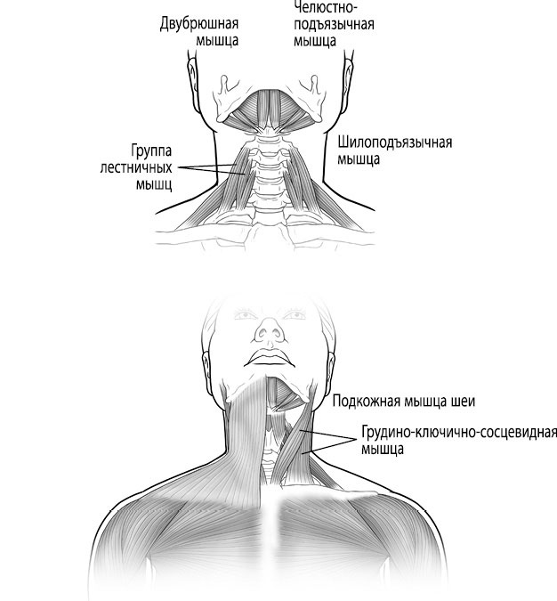 Иллюстрация к книге — Тело исцеляет само себя. Глубокое изучение работы мышц и их связи с эмоциями [i_113.jpg]
