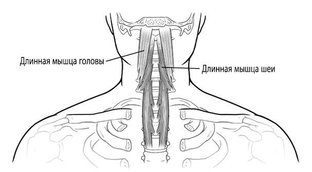 Иллюстрация к книге — Тело исцеляет само себя. Глубокое изучение работы мышц и их связи с эмоциями [i_114.jpg]