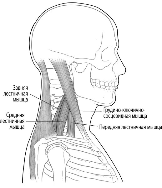 Иллюстрация к книге — Тело исцеляет само себя. Глубокое изучение работы мышц и их связи с эмоциями [i_117.jpg]