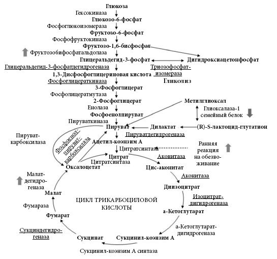 Иллюстрация к книге — Правила еды. Передовые идеи в области питания, которые позволят предотвратить распространенные заболевания [i_029.jpg]