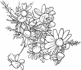 Иллюстрация к книге — Живая косметика [_03.jpg]