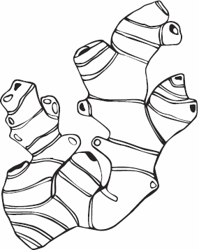 Иллюстрация к книге — Живая косметика [_15.jpg]