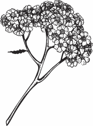 Иллюстрация к книге — Живая косметика [_20.jpg]