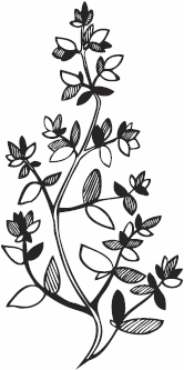 Иллюстрация к книге — Живая косметика [_30.jpg]