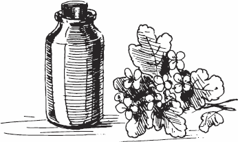 Иллюстрация к книге — Живая косметика [_31.jpg]