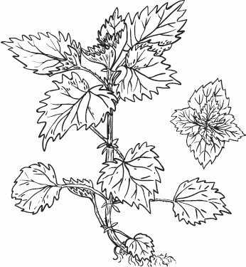 Иллюстрация к книге — Живая косметика [_36.jpg]