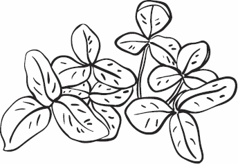 Иллюстрация к книге — Живая косметика [_45.jpg]