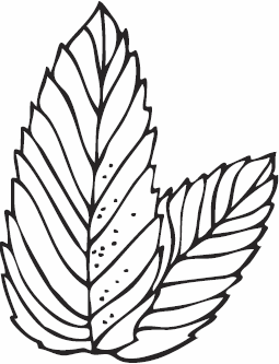 Иллюстрация к книге — Живая косметика [_47.jpg]