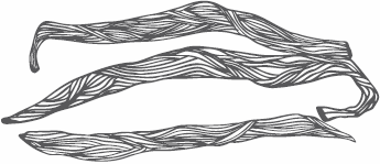 Иллюстрация к книге — Живая косметика [_52.jpg]