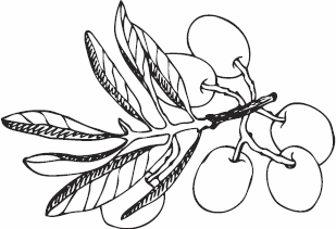 Иллюстрация к книге — Живая косметика [_58.jpg]