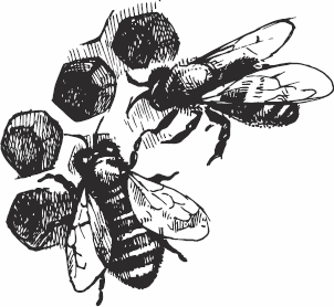 Иллюстрация к книге — Живая косметика [_63.jpg]