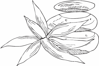 Иллюстрация к книге — Живая косметика [_75.jpg]