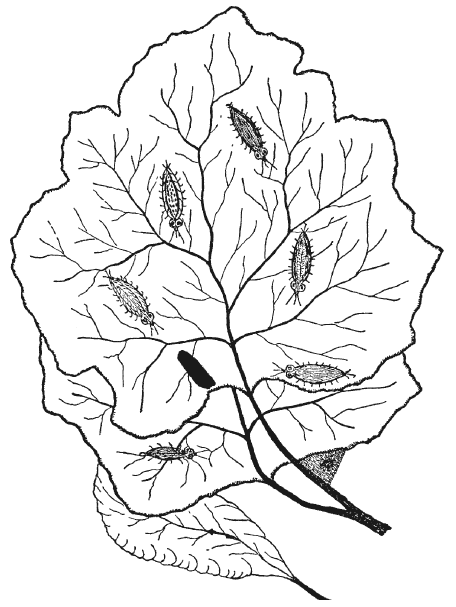 Иллюстрация к книге — Три тысячелетия секретных служб мира. Заказчики и исполнители тайных миссий и операций [i_024.jpg]