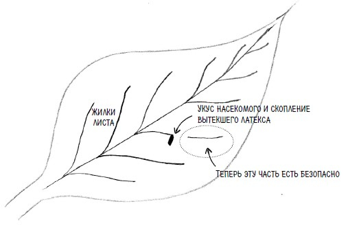 Иллюстрация к книге — Ингредиенты. Странные химические свойства того, что мы едим, пьем и наносим на кожу [i_021.jpg]