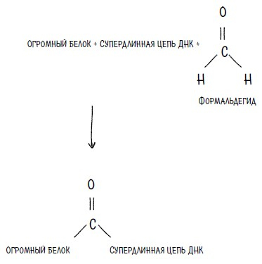 Иллюстрация к книге — Ингредиенты. Странные химические свойства того, что мы едим, пьем и наносим на кожу [i_025.jpg]