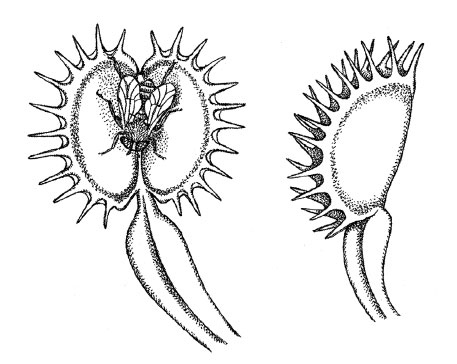 Иллюстрация к книге — Чувства: Нейробиология сенсорного восприятия [i_002.jpg]