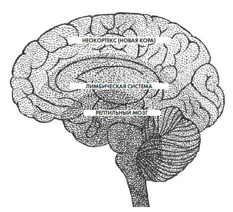 Иллюстрация к книге — Чувства: Нейробиология сенсорного восприятия [i_005.jpg]
