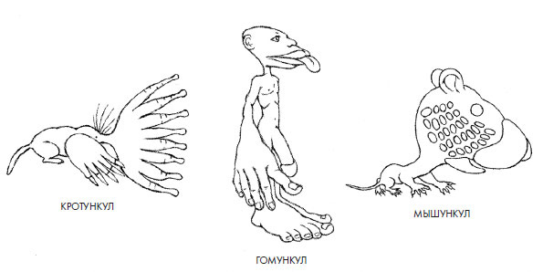 Иллюстрация к книге — Чувства: Нейробиология сенсорного восприятия [i_006.jpg]