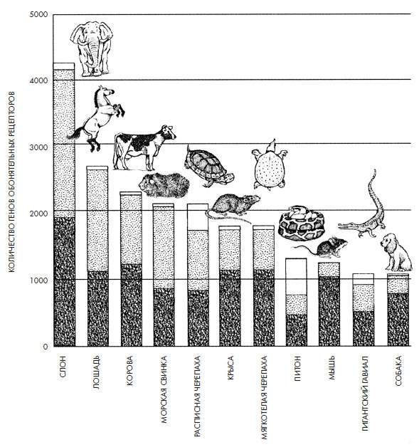 Иллюстрация к книге — Чувства: Нейробиология сенсорного восприятия [i_011.jpg]