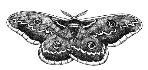 Иллюстрация к книге — Чувства: Нейробиология сенсорного восприятия [i_013.jpg]