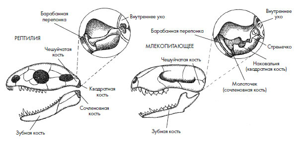 Иллюстрация к книге — Чувства: Нейробиология сенсорного восприятия [i_014.jpg]