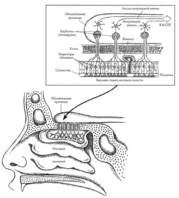 Иллюстрация к книге — Чувства: Нейробиология сенсорного восприятия [i_015.jpg]