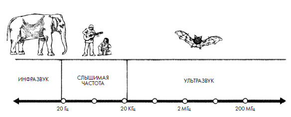 Иллюстрация к книге — Чувства: Нейробиология сенсорного восприятия [i_019.jpg]