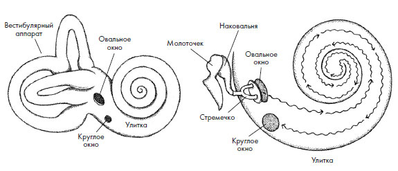 Иллюстрация к книге — Чувства: Нейробиология сенсорного восприятия [i_020.jpg]
