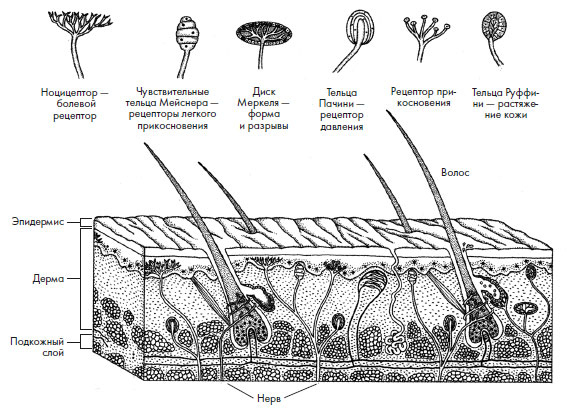 Иллюстрация к книге — Чувства: Нейробиология сенсорного восприятия [i_021.jpg]