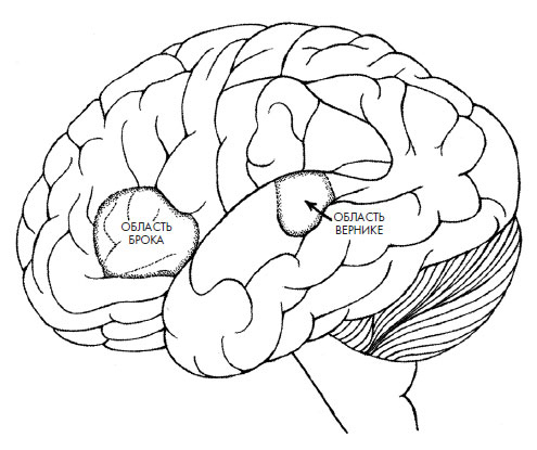 Иллюстрация к книге — Чувства: Нейробиология сенсорного восприятия [i_028.jpg]