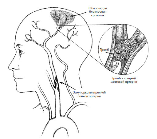 Иллюстрация к книге — Чувства: Нейробиология сенсорного восприятия [i_031.jpg]