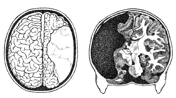 Иллюстрация к книге — Чувства: Нейробиология сенсорного восприятия [i_032.jpg]