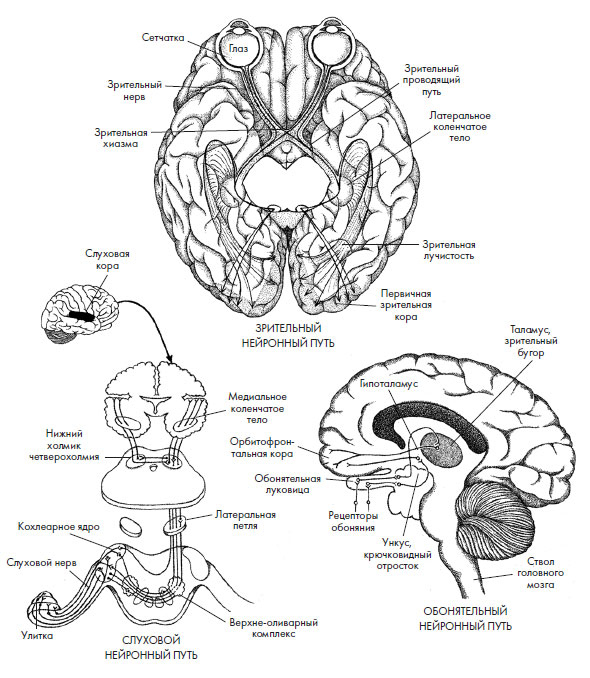 Иллюстрация к книге — Чувства: Нейробиология сенсорного восприятия [i_034.jpg]