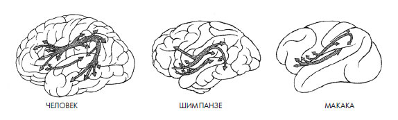 Иллюстрация к книге — Чувства: Нейробиология сенсорного восприятия [i_042.jpg]