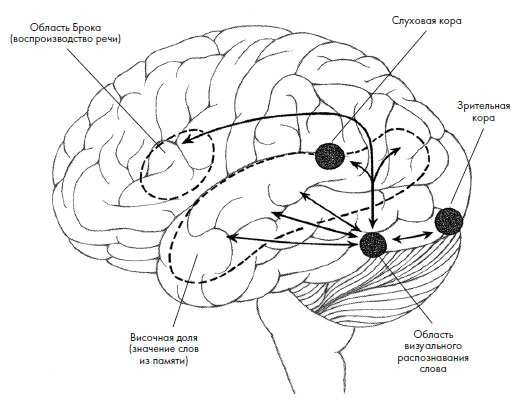Иллюстрация к книге — Чувства: Нейробиология сенсорного восприятия [i_048.jpg]