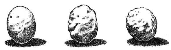 Иллюстрация к книге — Чувства: Нейробиология сенсорного восприятия [i_049.jpg]