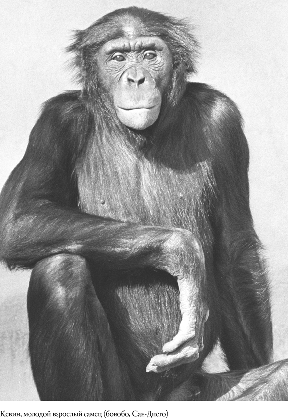 Иллюстрация к книге — Наша внутренняя обезьяна. Двойственная природа человека [i_003.jpg]