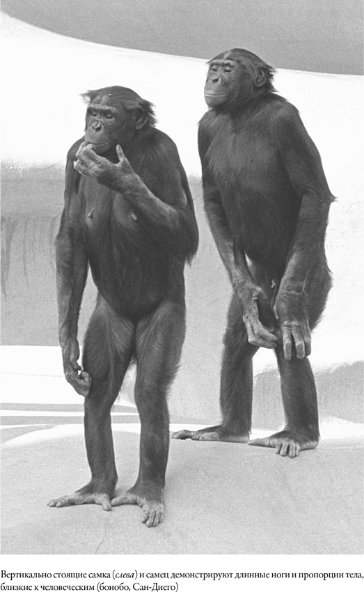 Иллюстрация к книге — Наша внутренняя обезьяна. Двойственная природа человека [i_004.jpg]