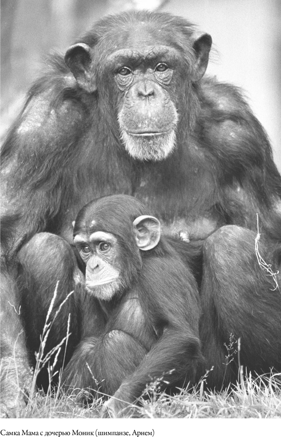 Иллюстрация к книге — Наша внутренняя обезьяна. Двойственная природа человека [i_006.jpg]