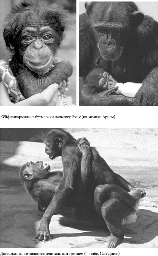 Иллюстрация к книге — Наша внутренняя обезьяна. Двойственная природа человека [i_009.jpg]