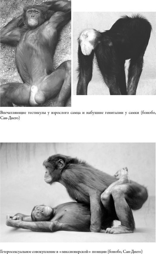 Иллюстрация к книге — Наша внутренняя обезьяна. Двойственная природа человека [i_010.jpg]