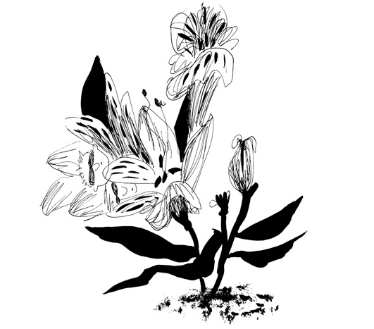 Иллюстрация к книге — Школа Кати Ершовой. Дикари и принцессы [i_016.jpg]