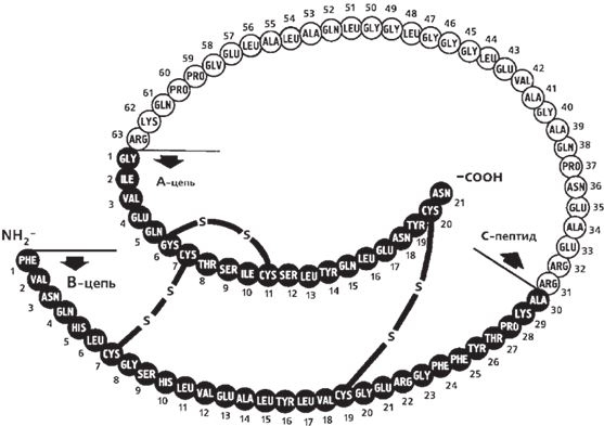 Иллюстрация к книге — Настольная книга диабетика. Как наладить жизнь с непростым диагнозом [i_006.jpg]