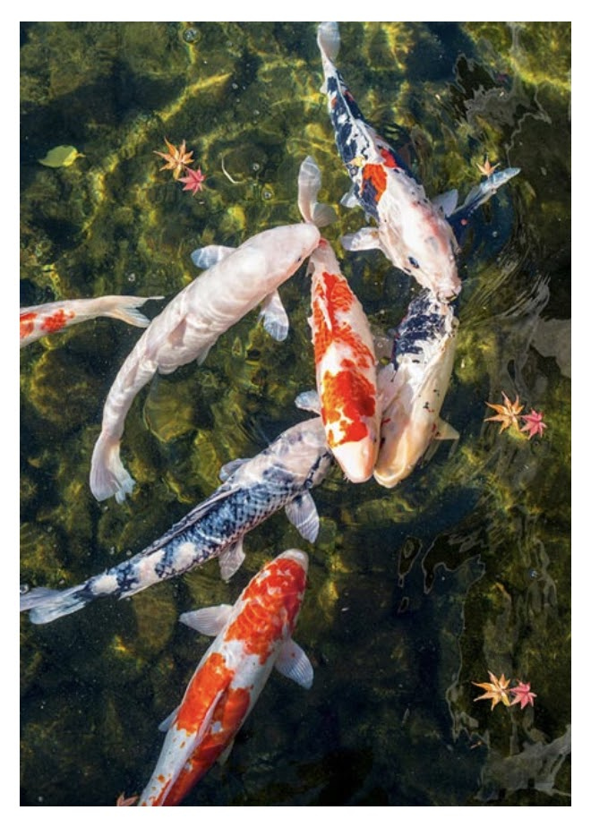 Иллюстрация к книге — Особенности укрощения небожителей [img_4.jpg]