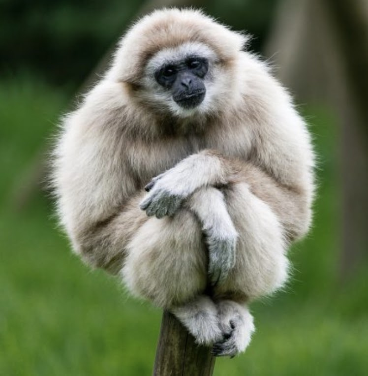 Иллюстрация к книге — Особенности укрощения небожителей [img_5.jpg]