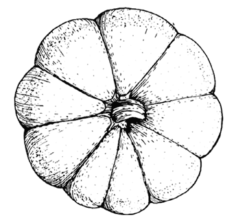 Иллюстрация к книге — Ужин с Медичи. О власти, страсти и бисквите [i_015.jpg]