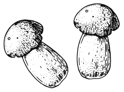 Иллюстрация к книге — Ужин с Медичи. О власти, страсти и бисквите [i_051.jpg]