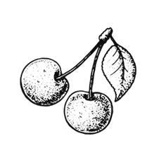 Иллюстрация к книге — Ужин с Медичи. О власти, страсти и бисквите [i_059.jpg]