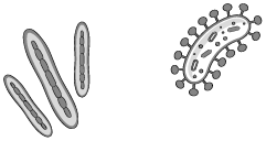 Иллюстрация к книге — Пищеварение. Как у вас с ним? Все о тесной взаимосвязи между нашим здоровьем и тем, что, сколько и когда мы едим [i_011.jpg]