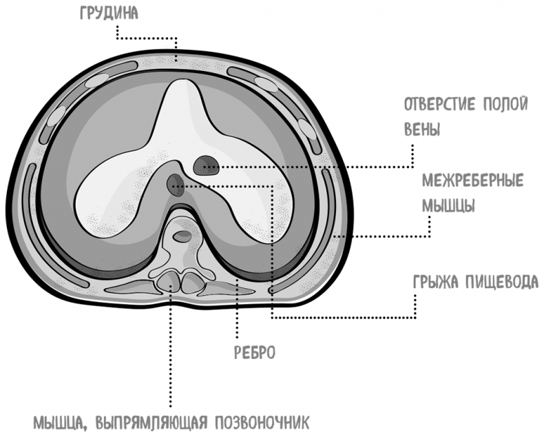 Иллюстрация к книге — Пищеварение. Как у вас с ним? Все о тесной взаимосвязи между нашим здоровьем и тем, что, сколько и когда мы едим [i_023.jpg]